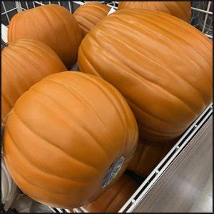 Funkins Carvable Artificial Pumpkin Bulk Bin – Fixtures Close Up