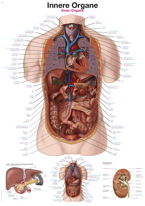 Internal Organs Of The Human Body Anatomical Chart | ubicaciondepersonas.cdmx.gob.mx