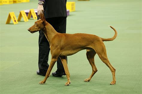 The Breeds to Watch at the 144th Annual Westminster Dog Show ...