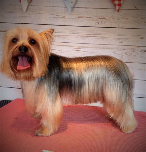 Longer pet styling for Yorkie - parting is kept and length trimmed to ...