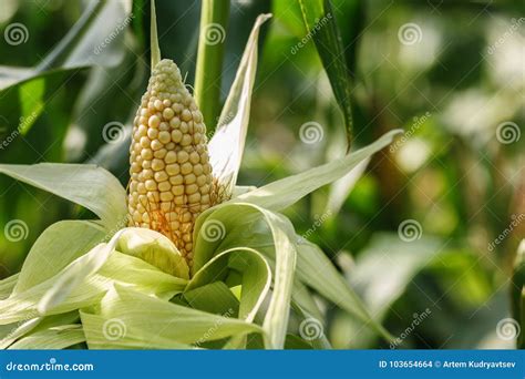 Sweet corn in the field stock photo. Image of agro, agriculture - 103654664