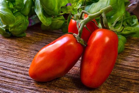 Tips for Growing San Marzano Tomatoes | Gardener’s Path