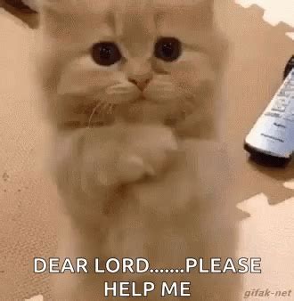 Praying Cat Meme Gif