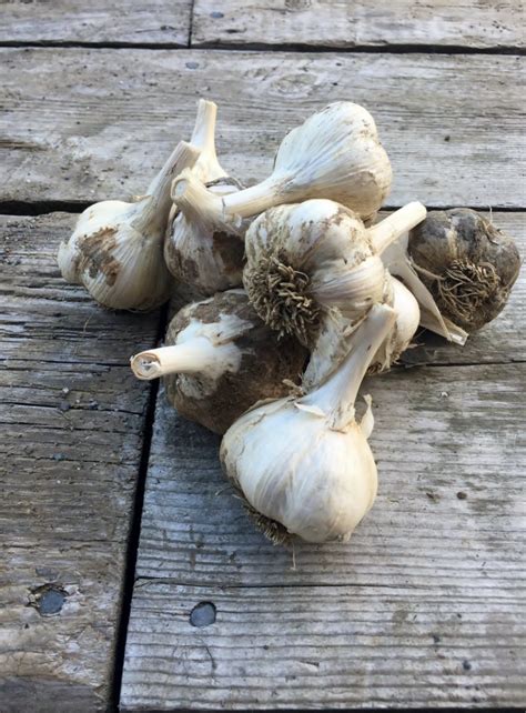 A guide to the different types of garlic | Hello Homestead