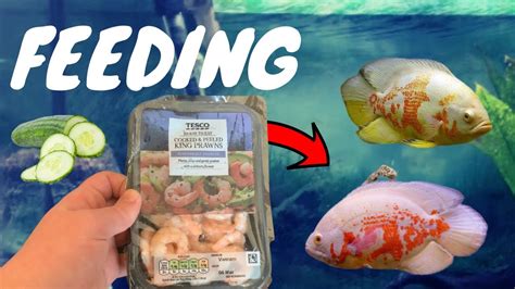 FEEDING My OSCAR FISH Supermarket Prawns! - YouTube