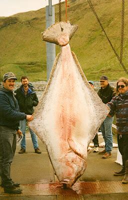 International Fishing News: VIDEO: World's Biggest Record Fish ever Caught with Rod and Line