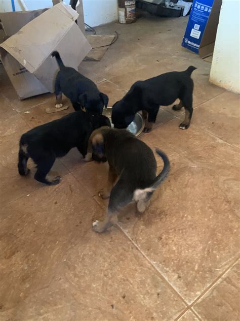 Rotti And Akita Shepherd Mix Puppies for sale in Discovery Bay St Ann ...
