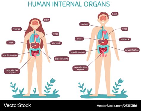 Cartoon human body anatomy male and female Vector Image