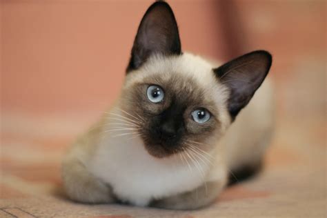 Cómo cuidar un gato siamés paso a paso de forma correcta