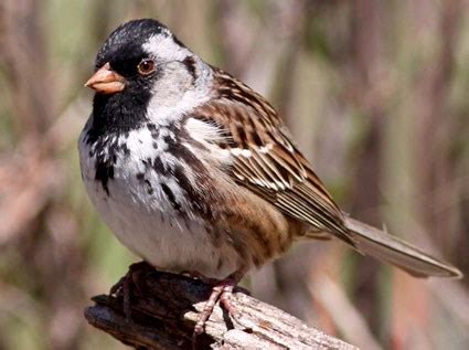 Harris's Sparrow, Identification, All About Birds - Cornell Lab of ...