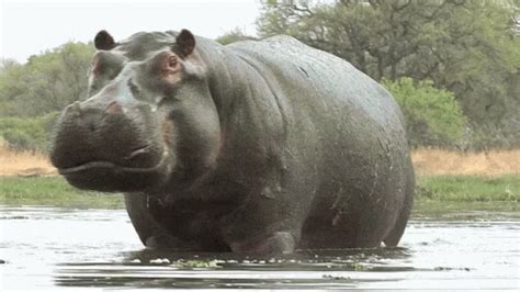 Hippo Animal GIF - Hippo Animal - Discover & Share GIFs