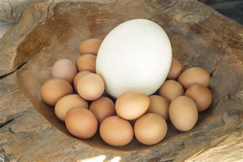 Ostrich Egg Nutrition Facts | Besto Blog