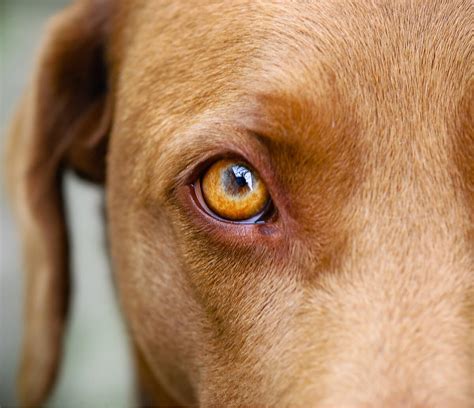 My dog has a red and swollen eye: 10 causes and treatments
