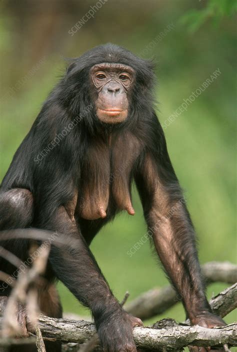 Female Bonobo - Stock Image - Z912/0222 - Science Photo Library