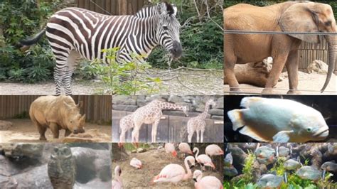 ANIMALS AT MEMPHIS ZOO || MEMPHIS TENNESSEE USA - YouTube