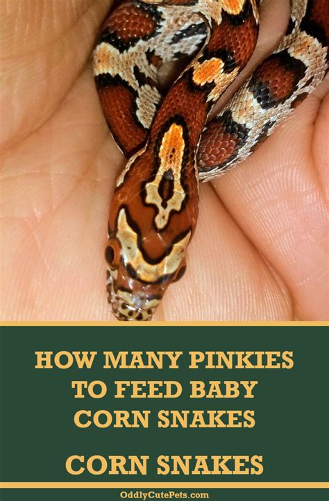 How Many Pinkies To Feed Baby Corn Snakes? | Corn snake, Pet snake, Snake