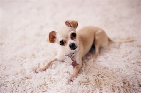 Teacup Chihuahua - Top Facts & Guide - Animal Corner