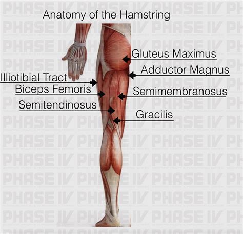 ANATOMY AND FUNCTION OF THE HAMSTRING