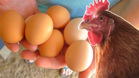 Do You Need A Rooster In Order For Chickens To Lay Eggs at Dora Jimenez blog