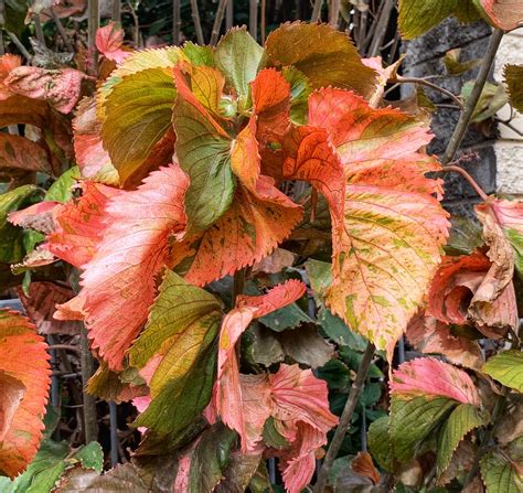 Acalypha wilkesiana - ‘Mosaica’ - a photo on Flickriver