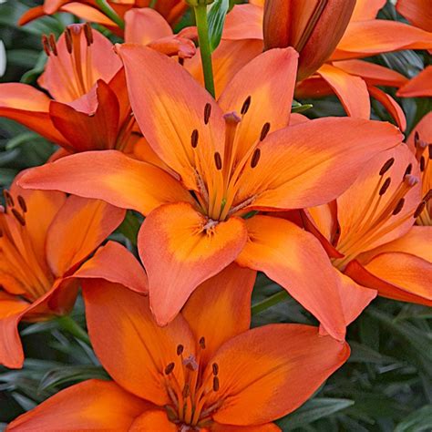 Lilies, All Types & Varieties | White Flower Farm