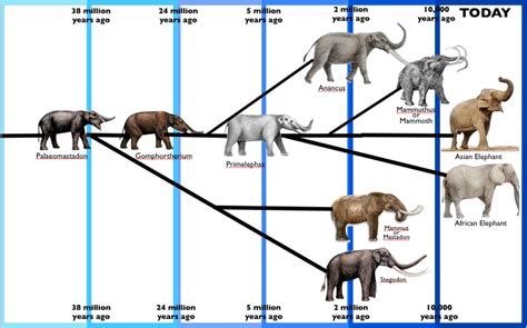 éléphant on emaze