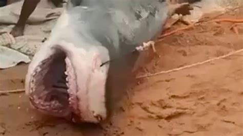 Shark attack victim's remains found inside 10ft man-eating beast - World News - Mirror Online