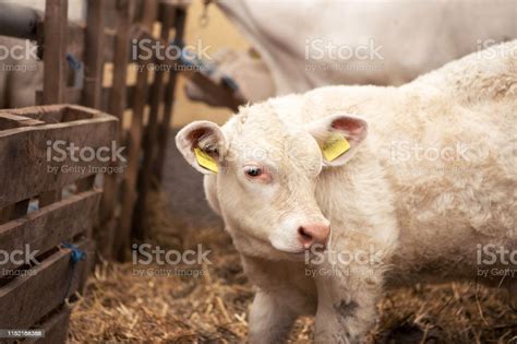 A Little White Calf Looks In The Camera Stock Photo - Download Image ...