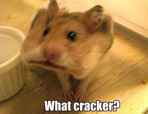 45 Funniest Hamster Memes - Hailey's Hamsters