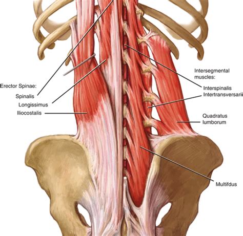 Quadratus Lumborum Anatomy