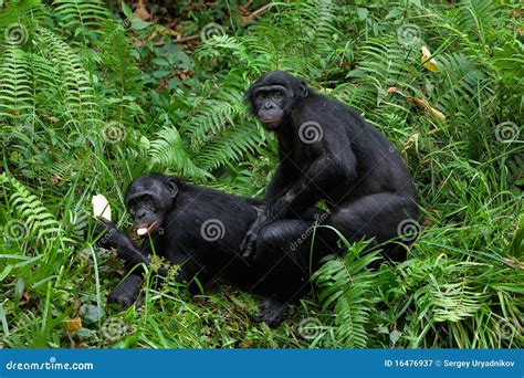 Bonobo mating. stock image. Image of endangered, lola - 16476937