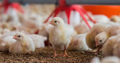 How Many Poultry Farms Are There in the U.S.?