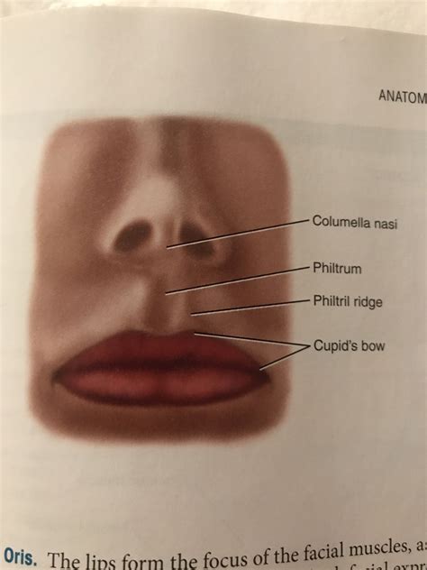 philtrum anatomy Diagram | Quizlet