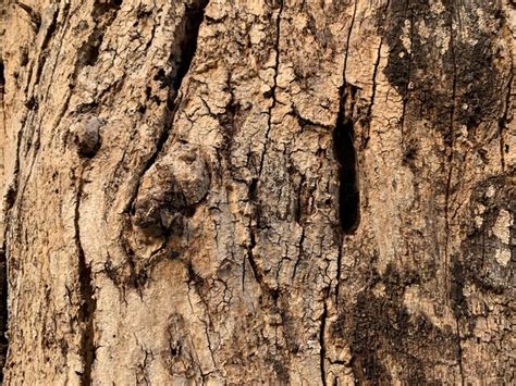 Premium Photo | Versatile dry tree bark background for all purposes