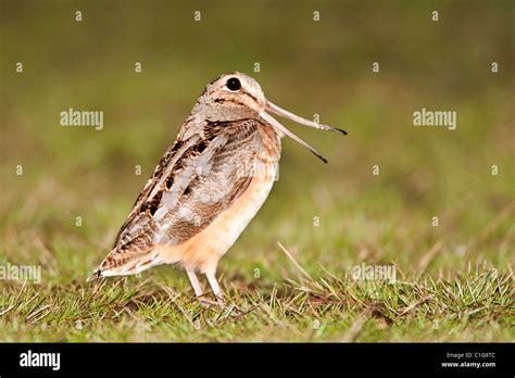 American Woodcock calling peent during spring courtship Stock Photo - Alamy