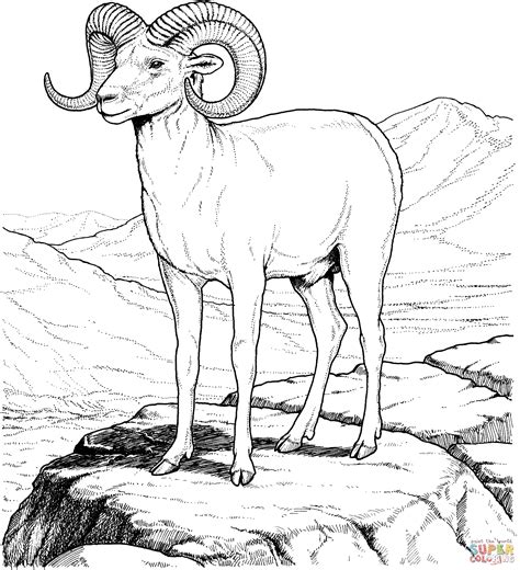 Rocky Mountain Bighorn Sheep coloring page | Free Printable Coloring Pages