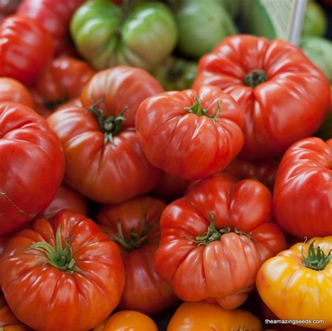 Heirloom Big Rainbow Tomato Seeds – The Amazing Seeds