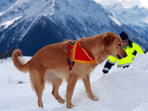 Avalanche Rescue Dogs are Making Slopes Safer for Everyone · The Wildest