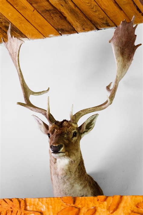 Free Images : animal, wall, wildlife, horn, stag, mammal, fauna, antler ...