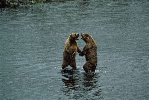 Free picture: two, brown bears, standing, water, ursus middendorffi