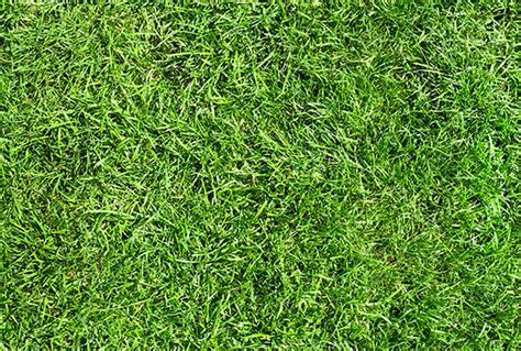 Free Grass Textures (High Resolution) for Photoshop