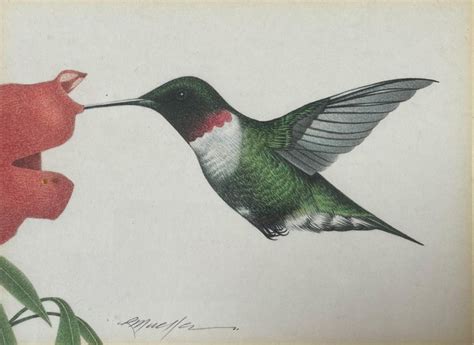 Hummingbird (The Whizzer) - Modern Realistic Bird Drawing by Richard ...