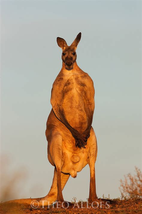 red kangaroo male standing | Theo Allofs Photography
