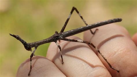 Stick Insects as Pets: A Complete Care Guide