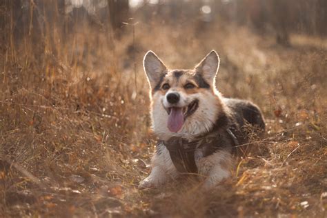 Corgi Husky Mix-Appearance,Characteristics & Temperament