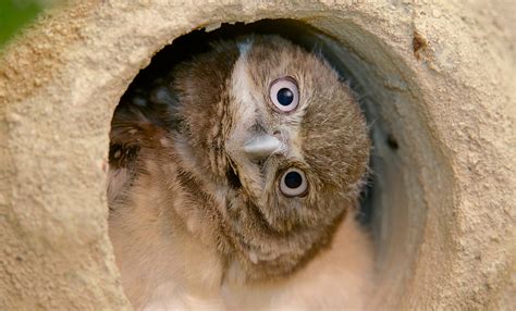 Adam Baldwin Berita: Burrowing Owl Diet Facts