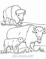 Bison – Animals Coloring Book Pages Sheets Kids Time Fun Places To  sketch template