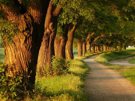 Path by the streem | Nature tree, Beautiful tree, Nature