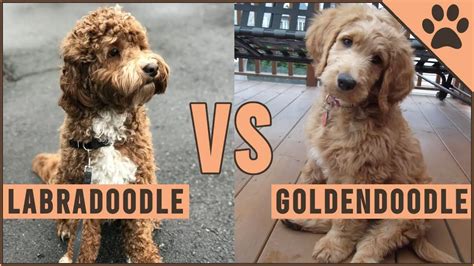 9 Differences between Labradoodle and Goldendoodle with Table - Animal Differences