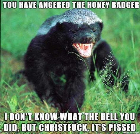 Angry Honey Badger | Honey badger, Honey badger meme, Badger